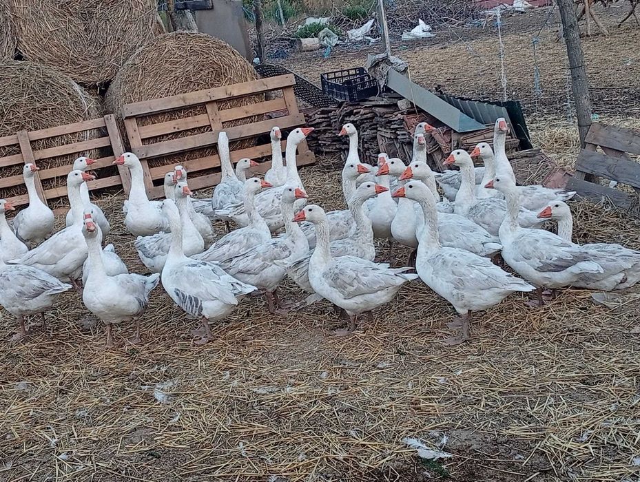 Gaste tinere crescute in gospodarie de anul acesta.