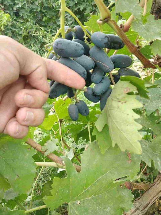 Sliva Shoftoli Olma Nok Urik Gilos Behi va boshqa turdagi kuchatlar