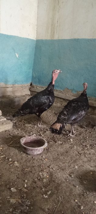 Makiyon kurkalar sotiladi