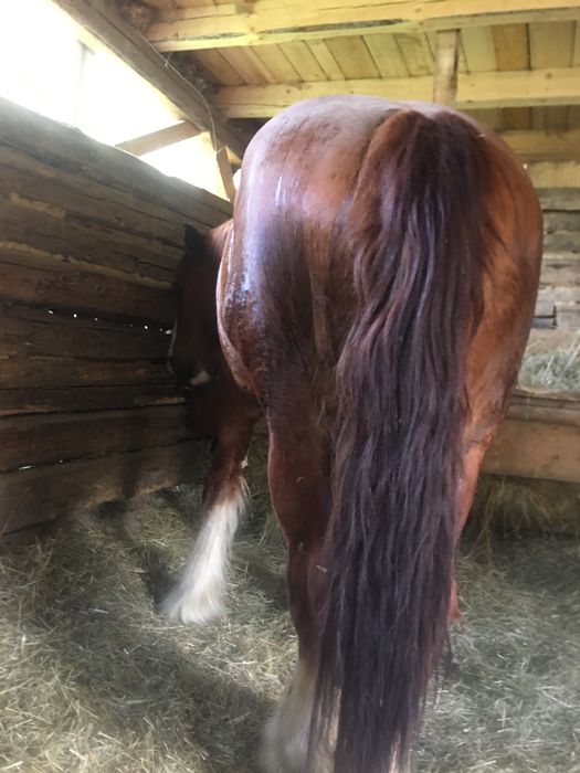 Vand cal  ardenez 2,5 ani