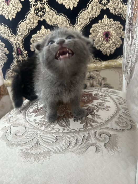 Сотилади мушукчалар