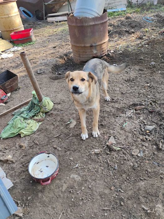 Ofer catel spre adoptie