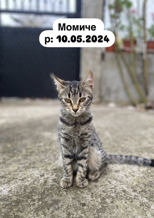 Малки котенца (спешно търсим дом)