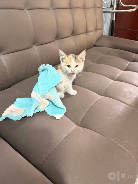 котенок в хорошие руки