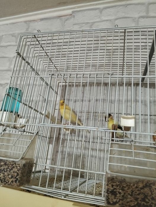Pui de canari ..