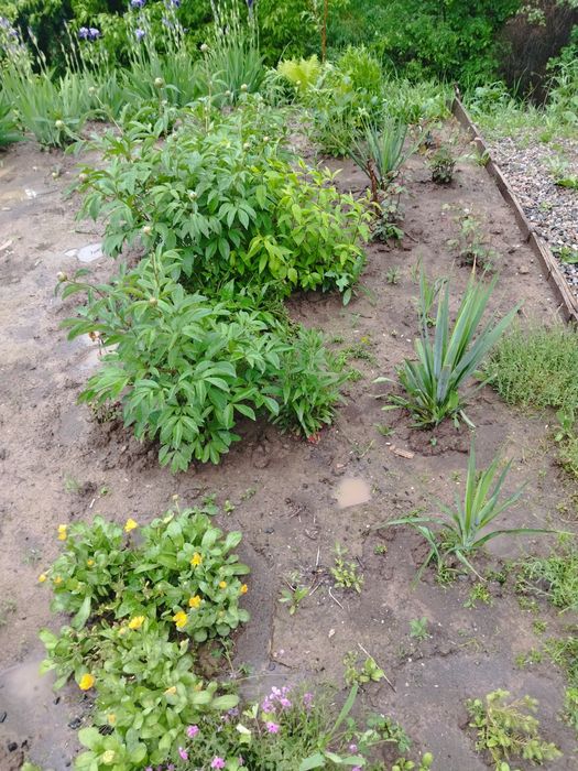 Цветы Юкка садовая