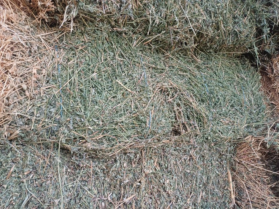 Vand balotii lucerna/trifoi