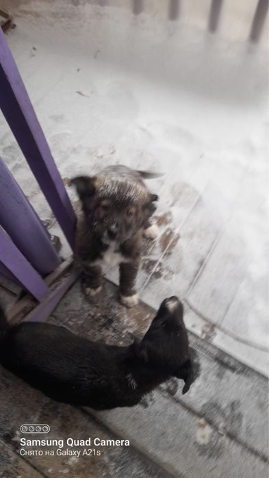 Отдам щенят в хорошие руки