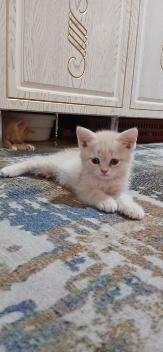 Продаются Котята