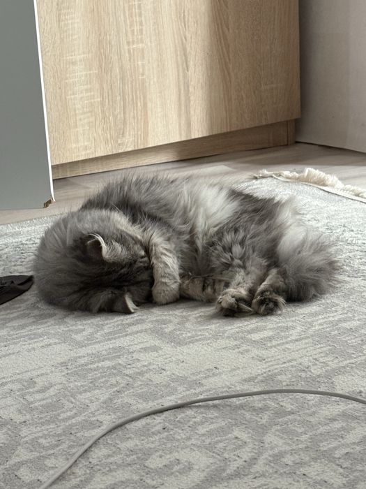 Отдам кошечку девочку