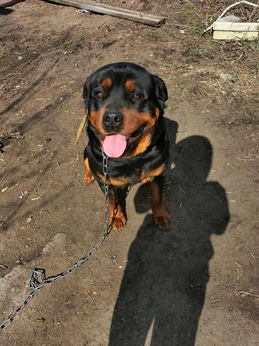Ротвейлер 2 года в хорошие руки