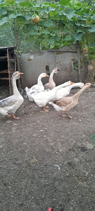 Schimb cu puicuțe