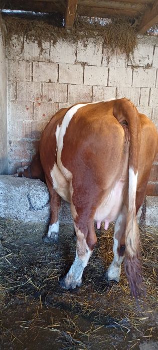 Vând vacă cu lapte