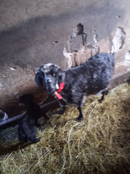 Vând capra bună de lapte cu ed după ia