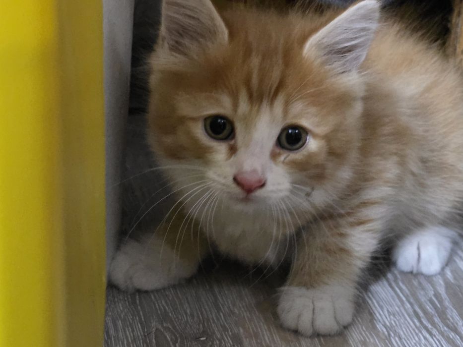 Животные домашние