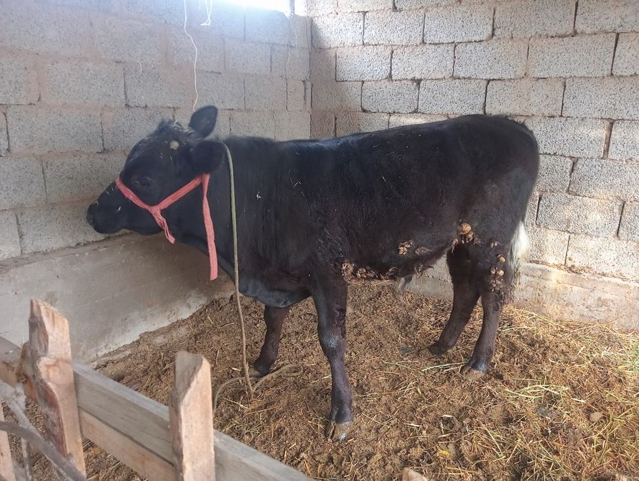 Бұқа сатылады 1 жасар