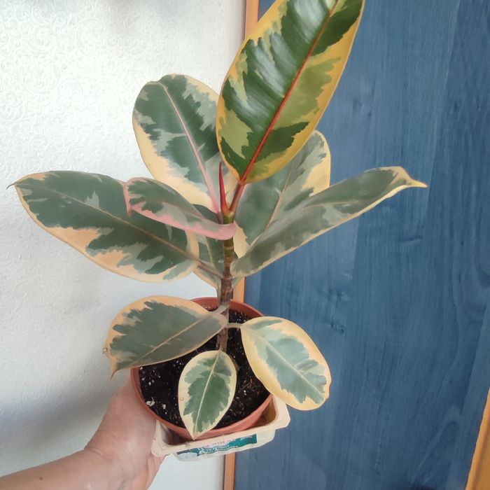 Фикус каучуконосный