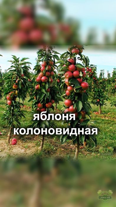 Продам плодовые деревья