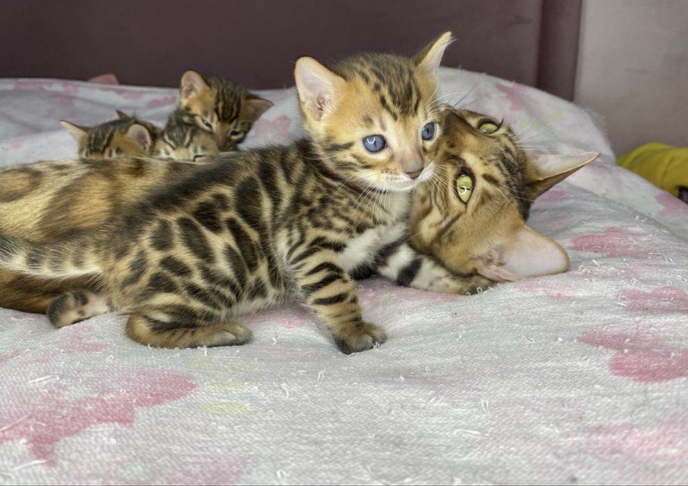 Бенгальские котята