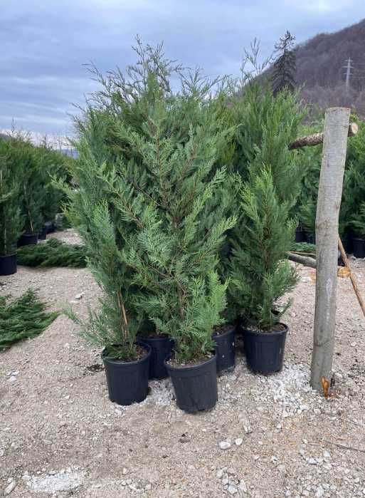 Tuia  leylandii la comanda