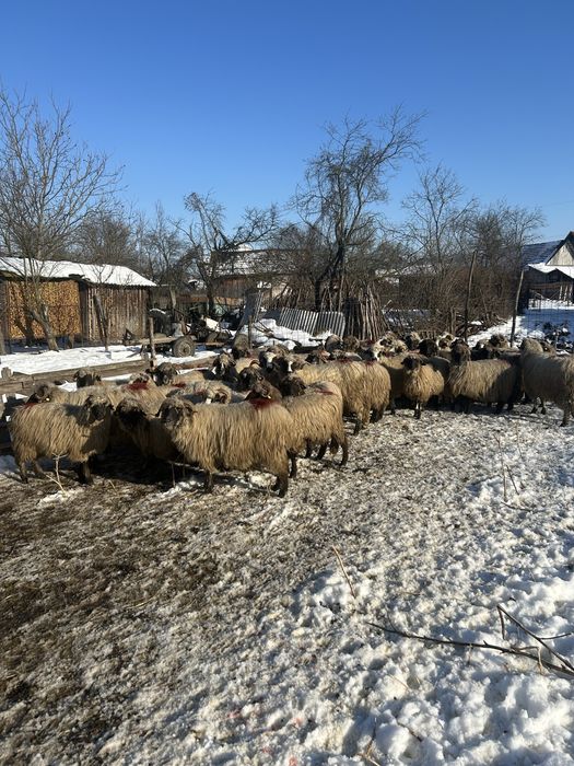 Vând oi bune pentru ținut