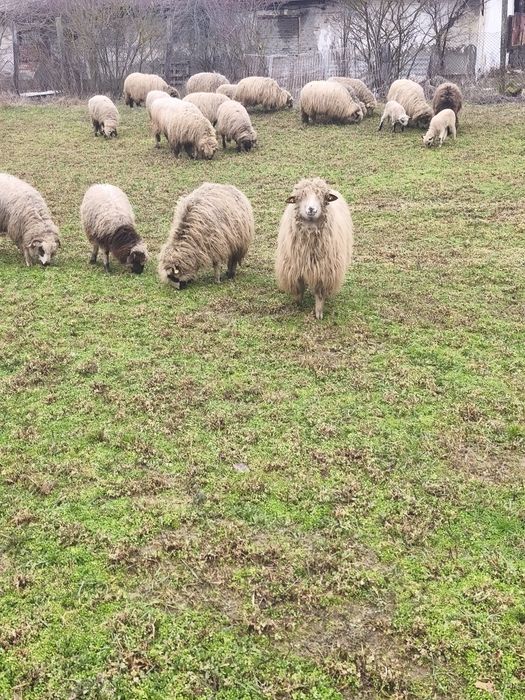 De vânzare 35 de oi