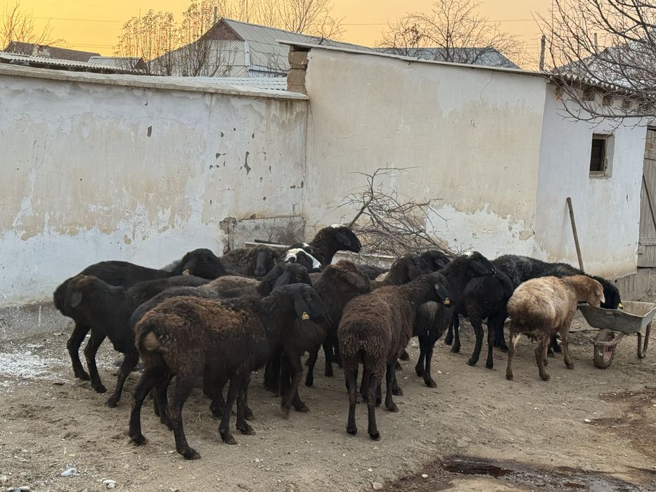 Қойлар сатылады. Сойыпта сатылады