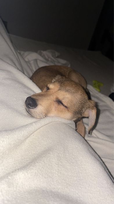 spre adopție cațel talie mică