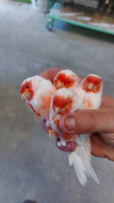 Канарчета,цветни и глостери