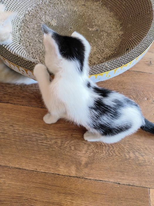 Ищем дом котятам