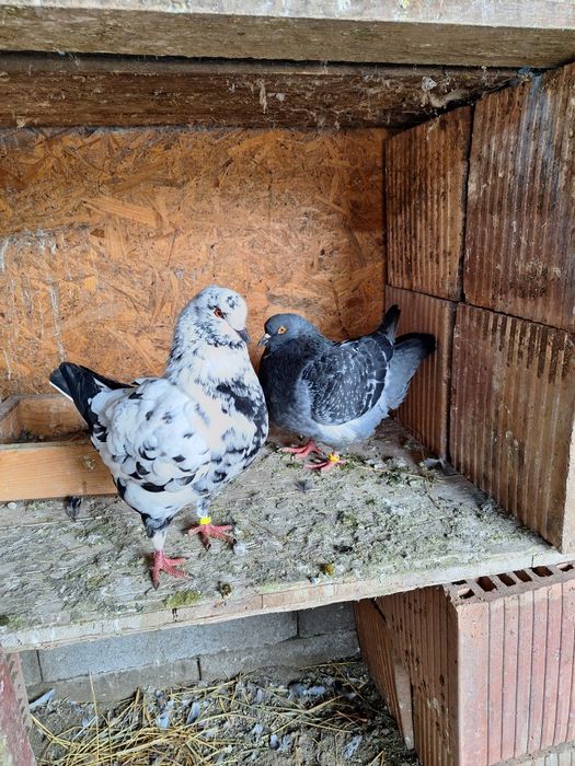 Porumbei rasa King si Sport.