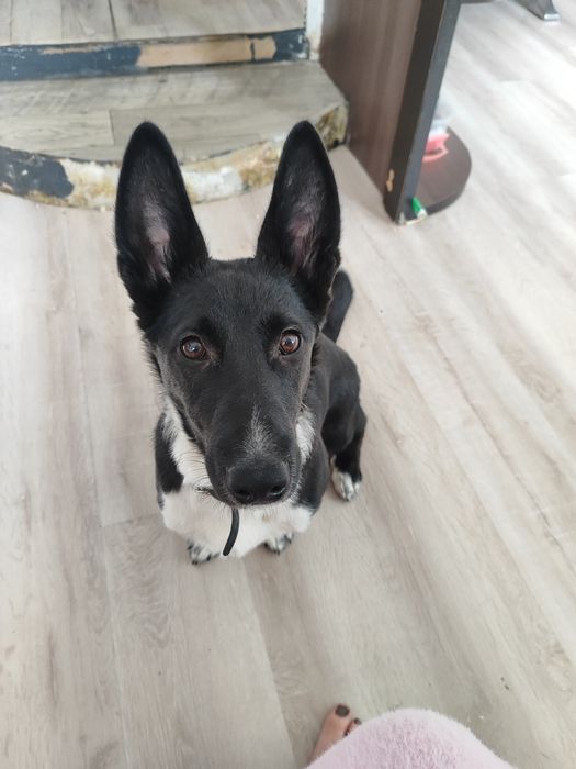 Помись корги отдаю в добрые руки