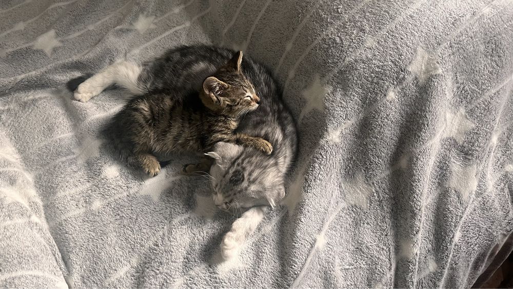 Отдам котят в добрые руки