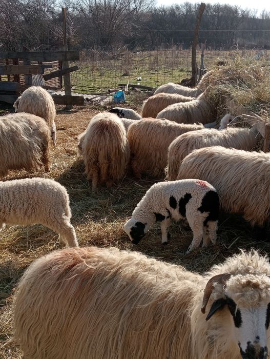 Vînd 16 oi reforme un berbec și 13 miei