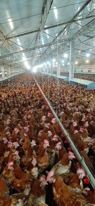 Găini roși ouătoare