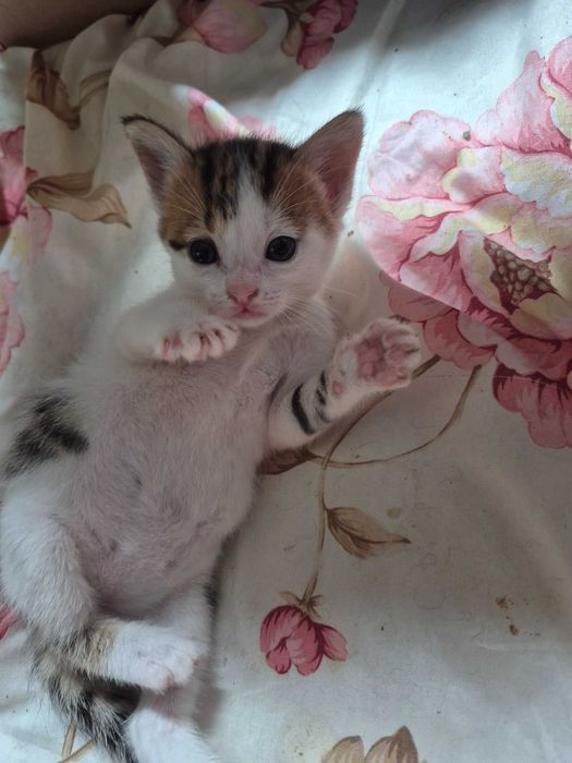 Подаряват се котенца