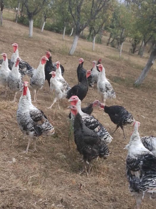 Vând curci de țară..