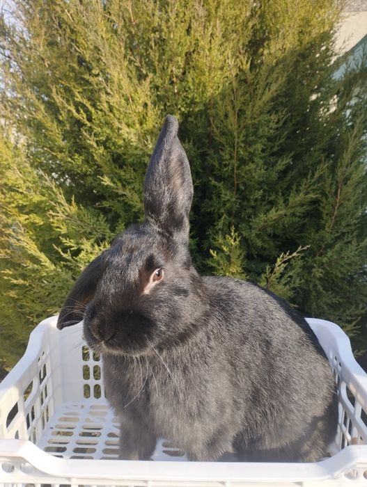 Продаются кролики