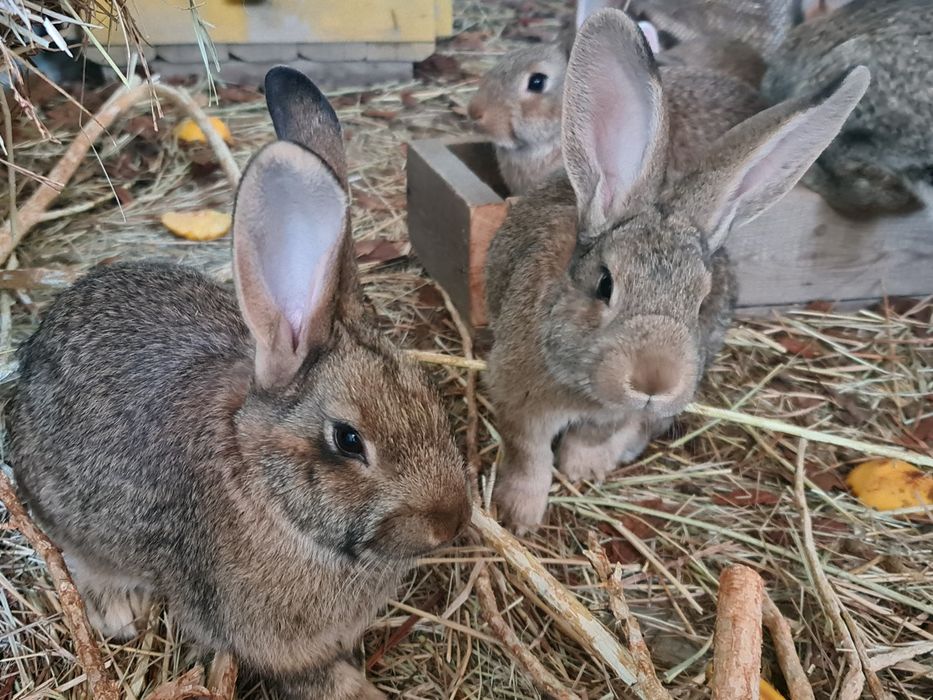 Кролики 2,5 месяца