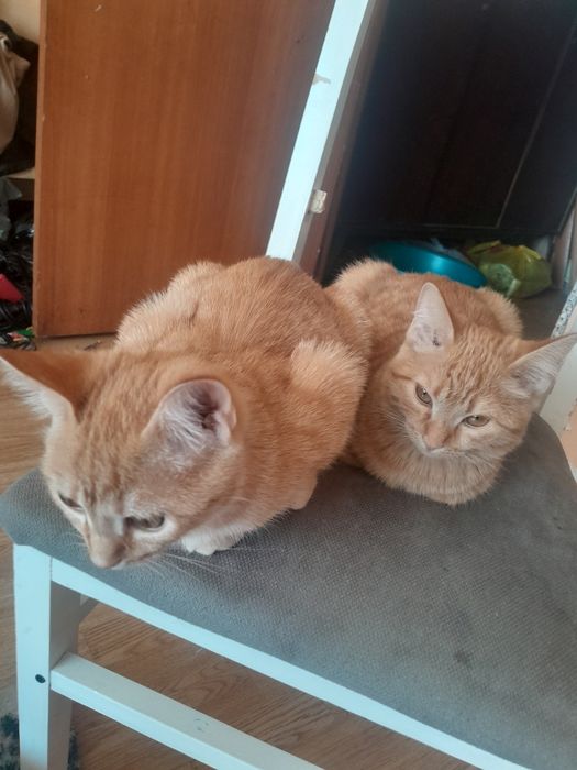 Отдам даром котят рыжих бесстыжих