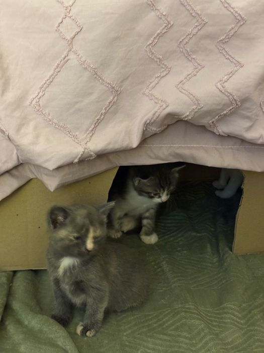 Котята в добрые руки