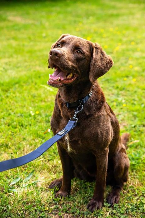 Изключително здрав повод за кучета Mountain Paws, 1,15 метра, червен