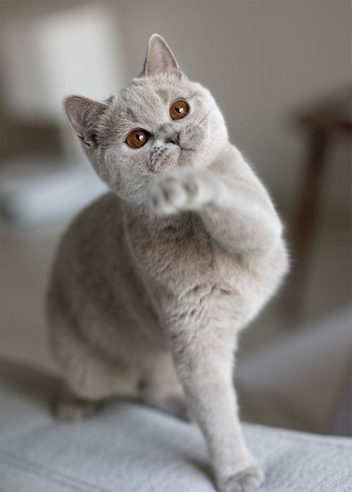 Британские котята