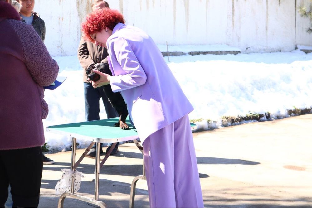 дрессировка собак