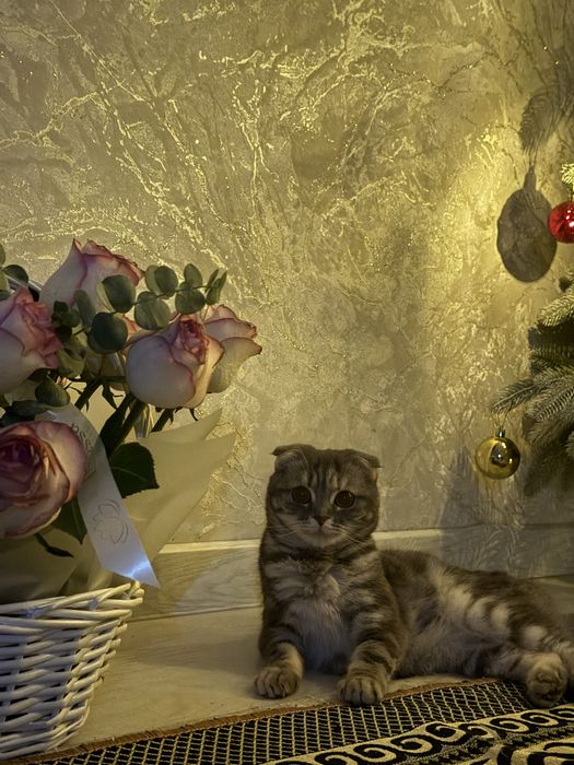 Продаётся красивая кошечка