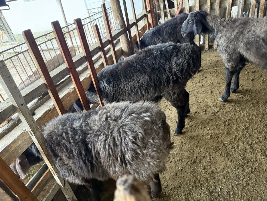 Қошқарлар сатылады 105мың