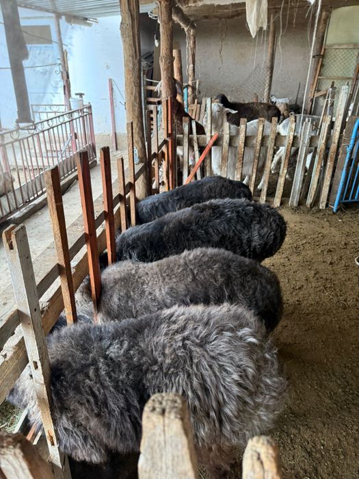 Койлар сатылады 110мын