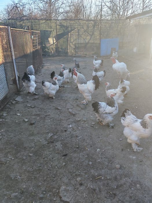 Vând ouă  de la găini brahma și araucana