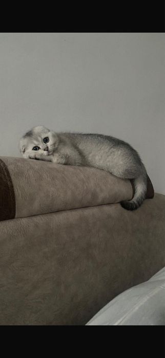 Кот Скоттиш-фолд