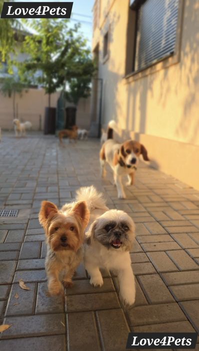 Cazare caini/ Pensiune canina/ Pet Sitter/ Pet Hotel/ Love4Pets